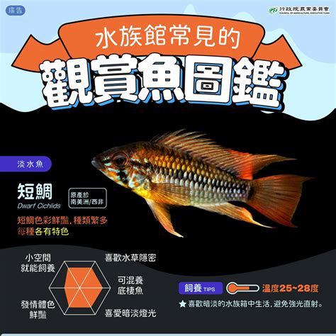 大型觀賞魚圖鑑|觀賞魚圖鑑